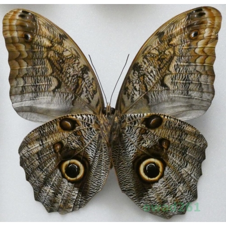 Caligo sp. Peru 116mm67f